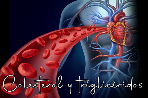 El colesterol y los triglicéridos: dos componentes lipídicos esenciales en el cuerpo humano.